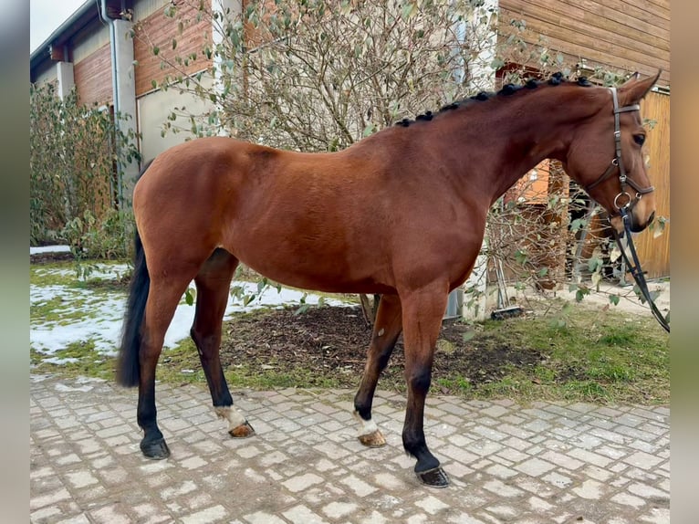 Czeski koń gorącokrwisty Klacz 9 lat 171 cm Gniada in Prag