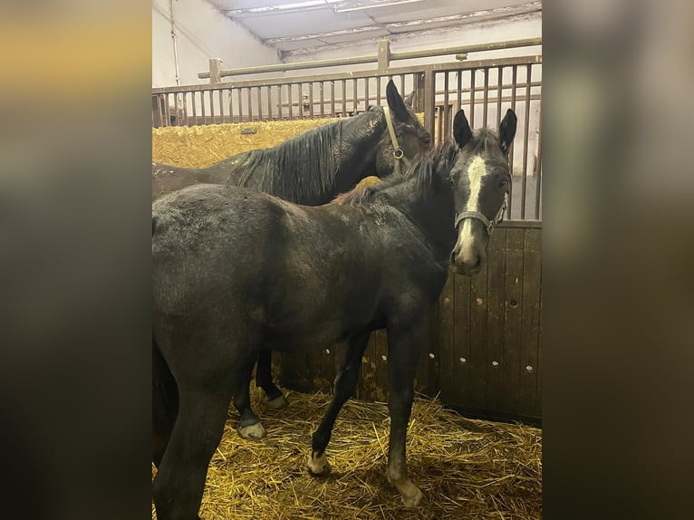 Czeski koń gorącokrwisty Klacz 9 lat Gniada in Ostrava