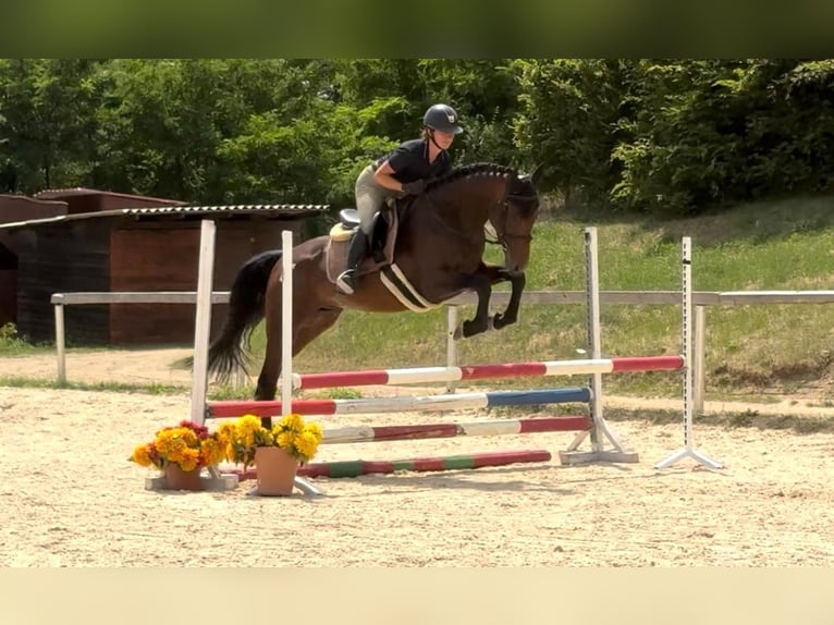 Czeski koń gorącokrwisty Ogier 4 lat 166 cm Gniada in Brno