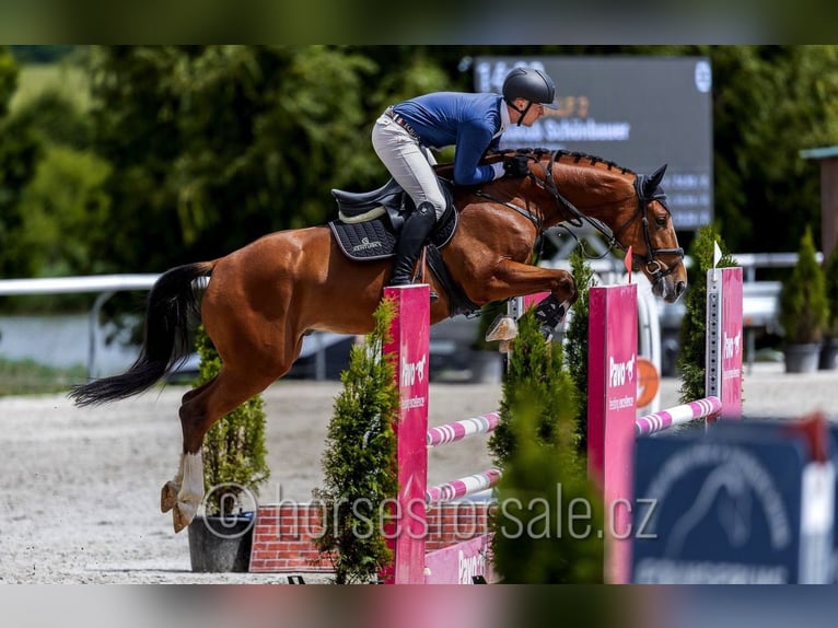 Czeski koń gorącokrwisty Ogier 6 lat 170 cm Gniada in Pisek