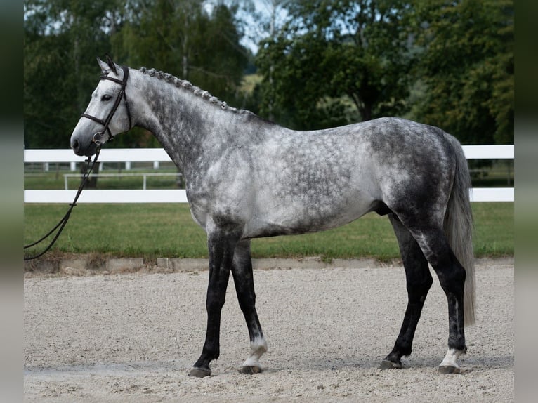 Czeski koń gorącokrwisty Ogier 7 lat 169 cm  in Poxdorf