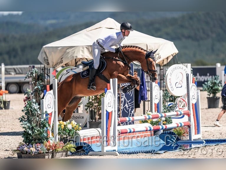 Czeski koń gorącokrwisty Ogier 7 lat 170 cm Gniada in Pisek