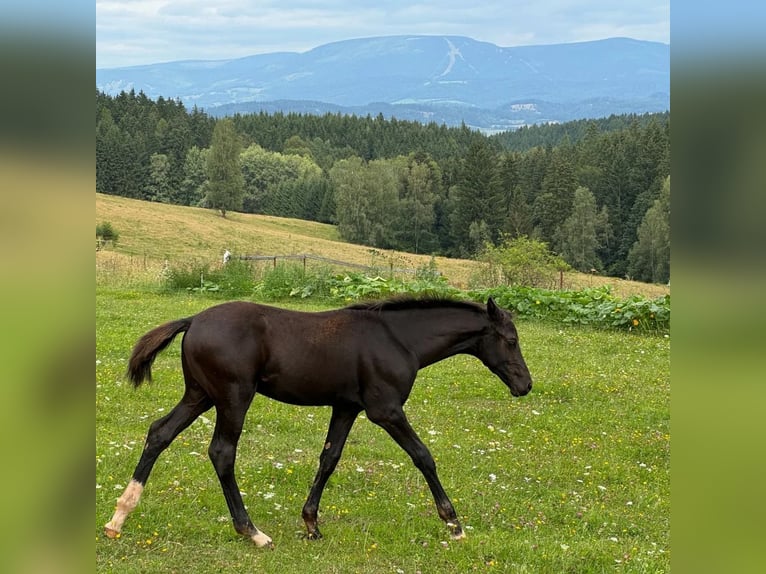 Czeski koń gorącokrwisty Ogier Źrebak (04/2024) 167 cm Kara in Vysinka / Trutnov