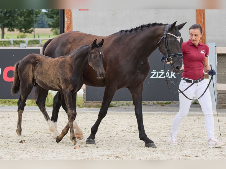 Czeski koń gorącokrwisty Ogier Źrebak (04/2024) 167 cm Kara in Vysinka / Trutnov