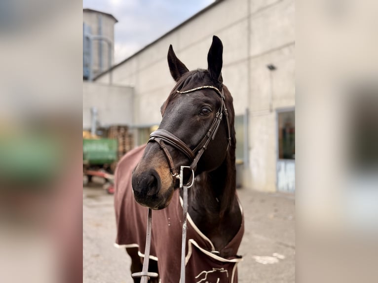 Czeski koń gorącokrwisty Wałach 10 lat 168 cm Gniada in Horn