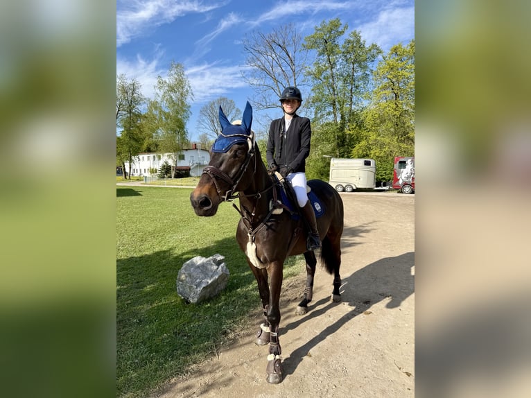 Czeski koń gorącokrwisty Wałach 10 lat 168 cm Gniada in Horn
