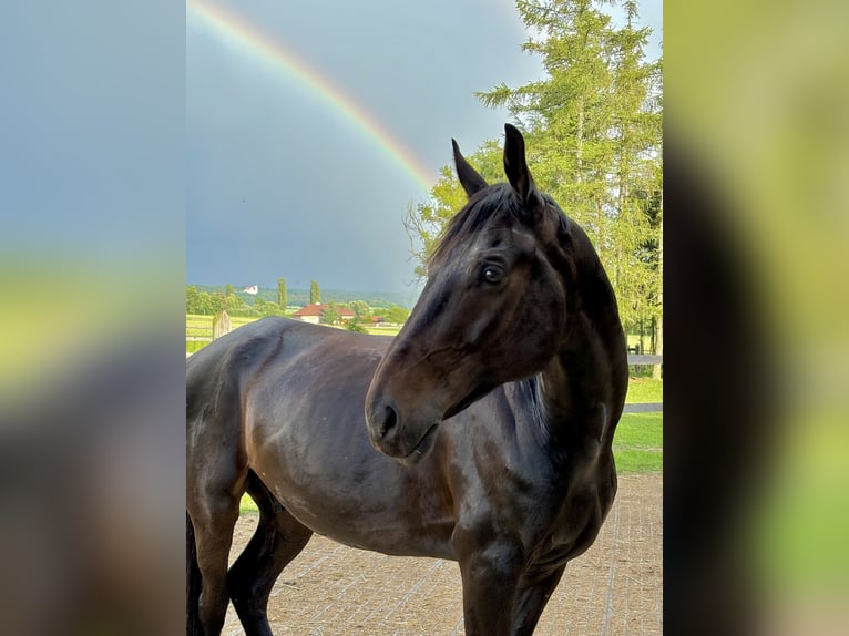 Czeski koń gorącokrwisty Wałach 10 lat 168 cm Gniada in Horn