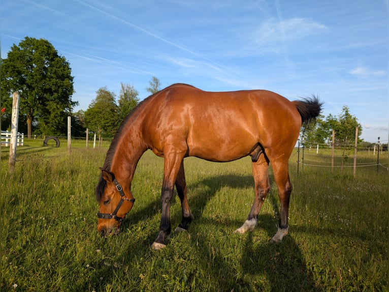 Czeski koń gorącokrwisty Wałach 11 lat 155 cm Jasnogniada in Dillingen an der Donau