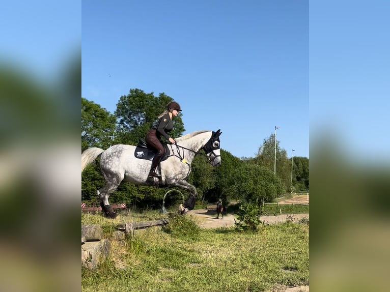 Czeski koń gorącokrwisty Wałach 13 lat 172 cm Siwa jabłkowita in PostfeldPreetz