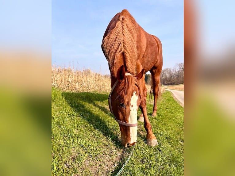Czeski koń gorącokrwisty Wałach 14 lat 172 cm Kasztanowata in Thann