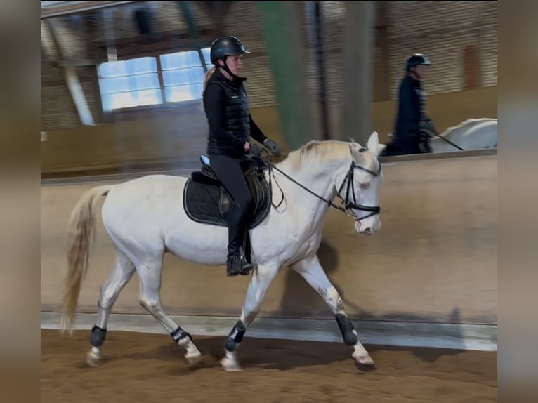 Czeski koń gorącokrwisty Wałach 15 lat 163 cm Cremello in Mooosach