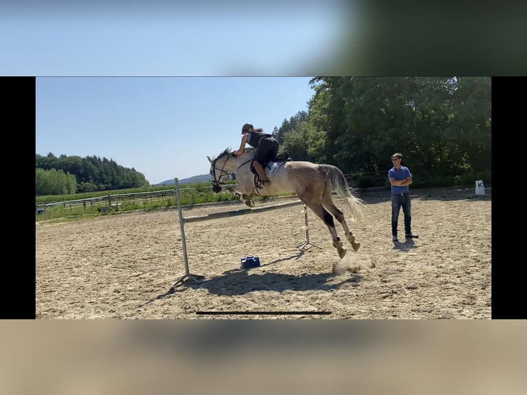 Czeski koń gorącokrwisty Wałach 15 lat 164 cm Kasztanowatodereszowata in Wei&#xDF;kirchen
