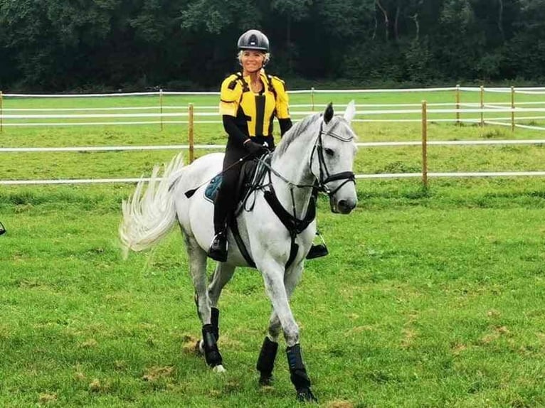 Czeski koń gorącokrwisty Wałach 15 lat 165 cm Siwa in Haldenwang