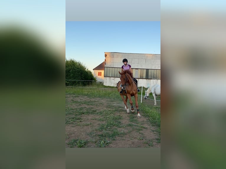 Czeski koń gorącokrwisty Wałach 15 lat 170 cm Kasztanowata in Hollenstein