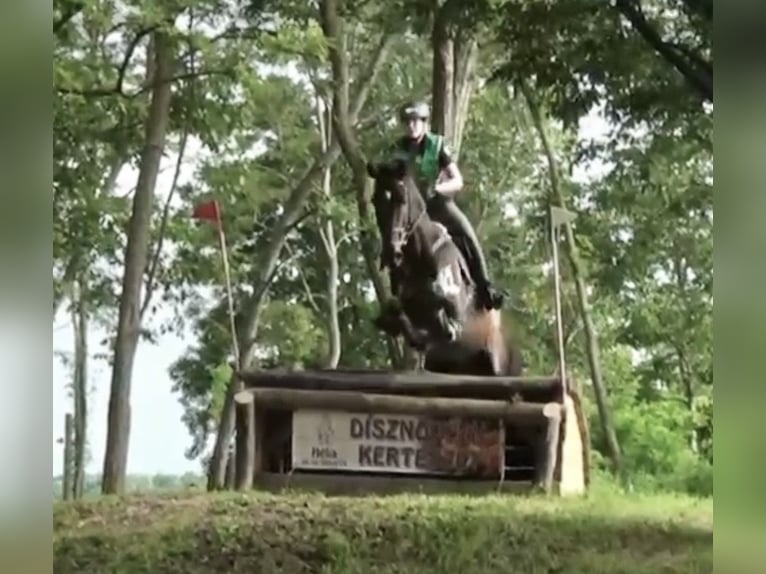 Czeski koń gorącokrwisty Wałach 16 lat 178 cm Ciemnogniada in Pelmberg