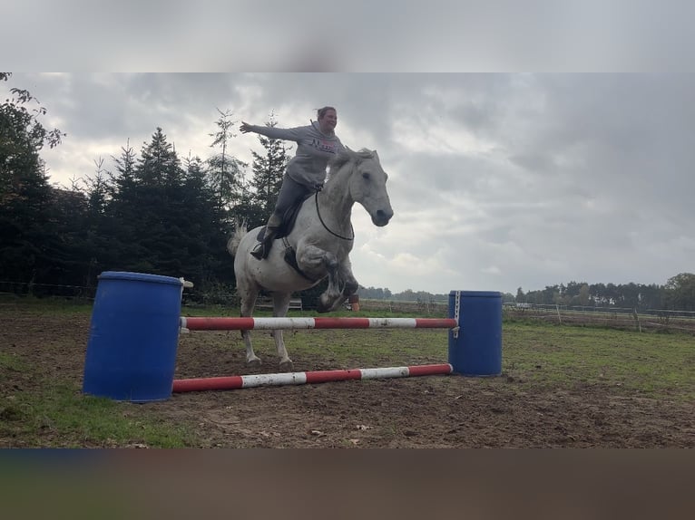 Czeski koń gorącokrwisty Wałach 18 lat 167 cm Siwa jabłkowita in Löningen