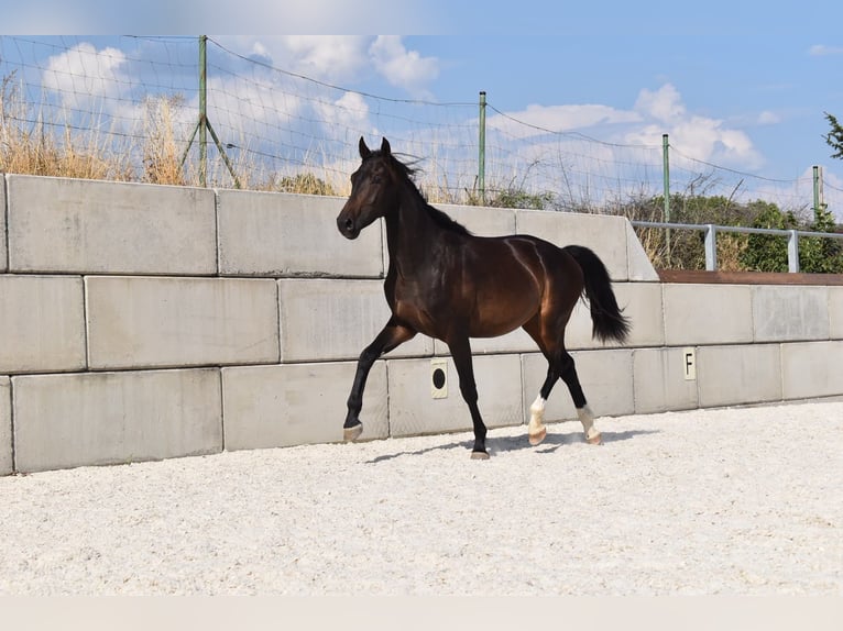 Czeski koń gorącokrwisty Wałach 2 lat 166 cm Skarogniada in Stallwang