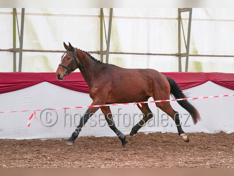 Czeski koń gorącokrwisty Wałach 4 lat 162 cm Gniada in Tyn nad Vltavou