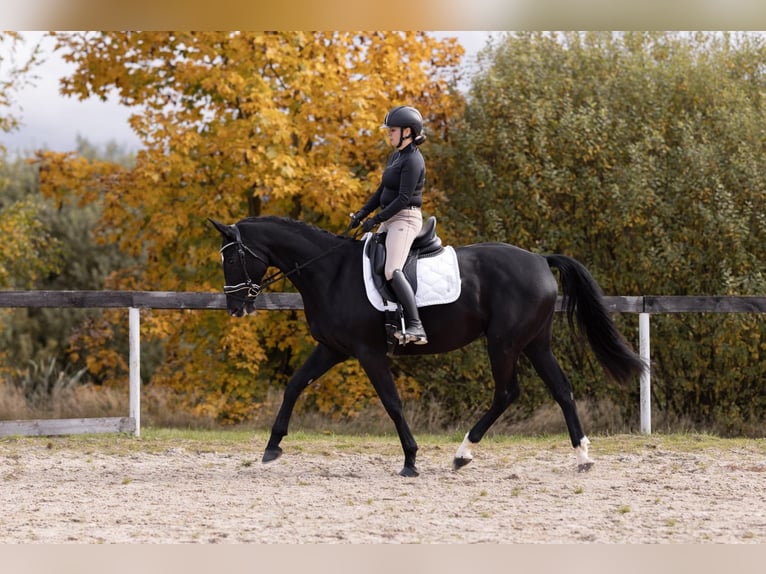 Czeski koń gorącokrwisty Wałach 4 lat 168 cm Kara in Cheb