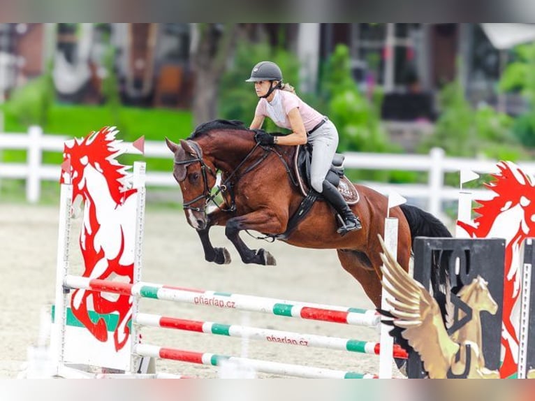 Czeski koń gorącokrwisty Wałach 5 lat 170 cm Gniada in Brno