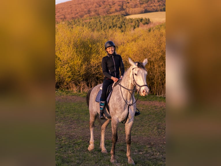 Czeski koń gorącokrwisty Wałach 6 lat 180 cm Siwa in Prešov