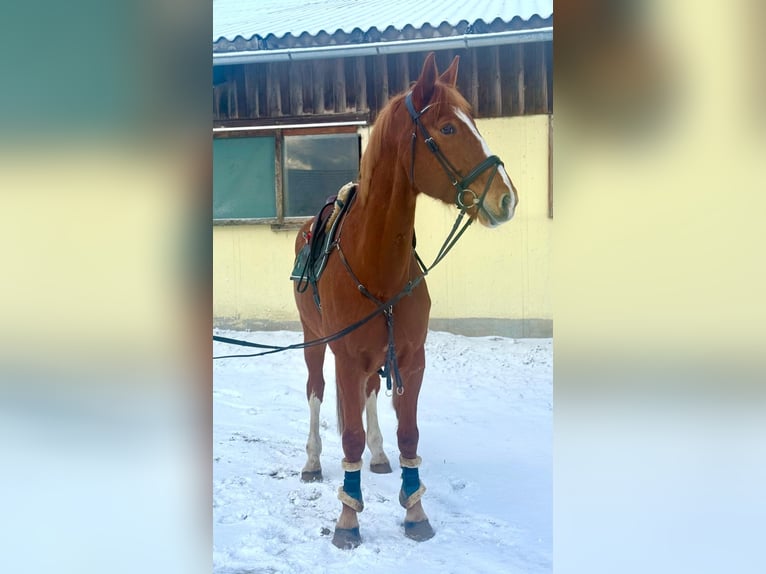 Czeski koń gorącokrwisty Wałach 7 lat 180 cm Kasztanowata in Pelmberg