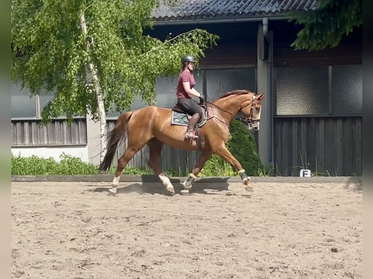 Czeski koń gorącokrwisty Wałach 7 lat 180 cm Kasztanowata in Pelmberg