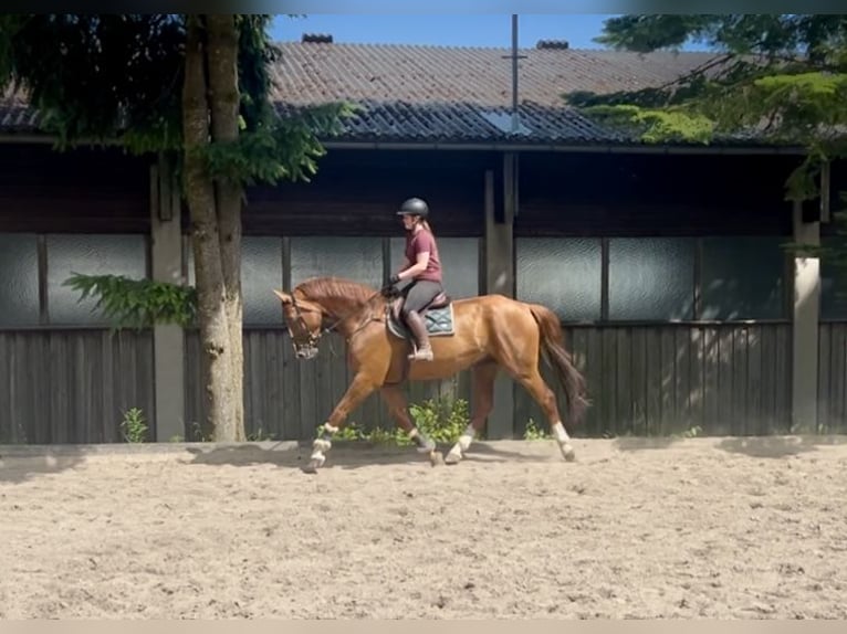 Czeski koń gorącokrwisty Wałach 7 lat 180 cm Kasztanowata in Pelmberg