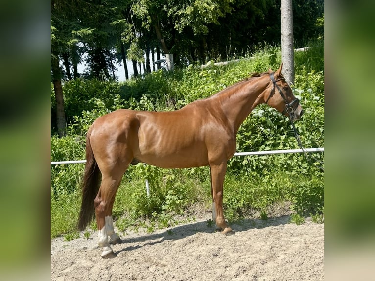 Czeski koń gorącokrwisty Wałach 7 lat 180 cm Kasztanowata in Pelmberg