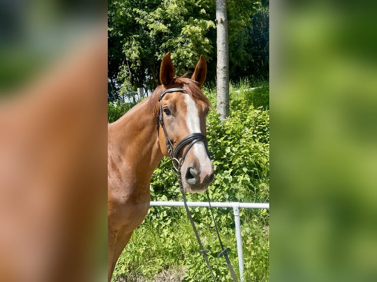 Czeski koń gorącokrwisty Wałach 7 lat 180 cm Kasztanowata in Pelmberg
