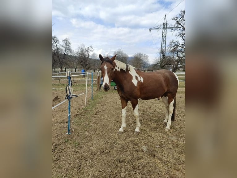 Czeski koń gorącokrwisty Wałach 8 lat 154 cm Srokata in Villach