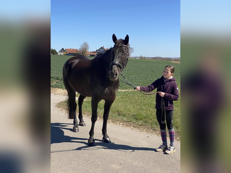 Czeski koń gorącokrwisty Wałach 8 lat 161 cm Kara in Deuerling