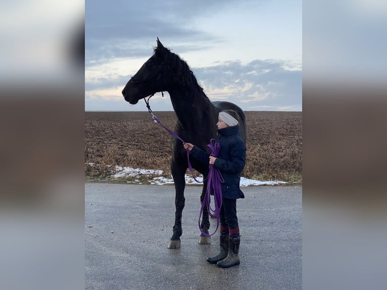 Czeski koń gorącokrwisty Wałach 8 lat 161 cm Kara in Deuerling