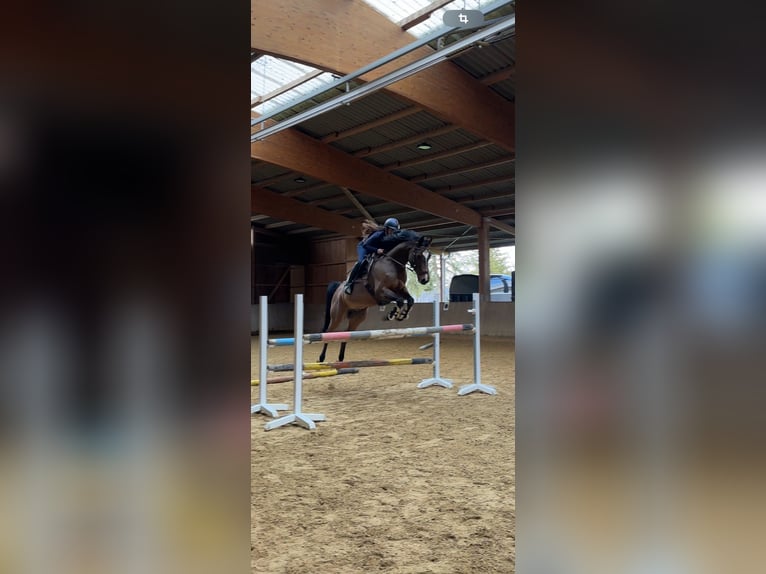 Czeski koń gorącokrwisty Wałach 8 lat 163 cm Gniada in Montabaur