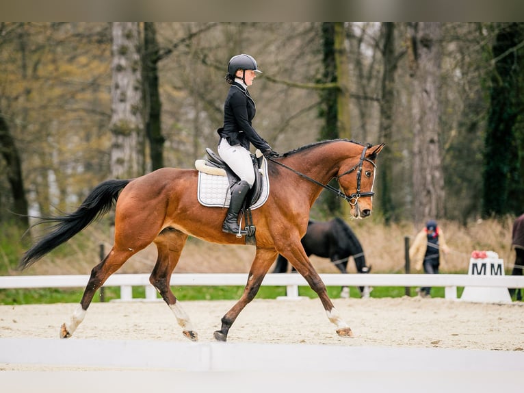 Czeski koń gorącokrwisty Wałach 8 lat 167 cm Gniada in Brno