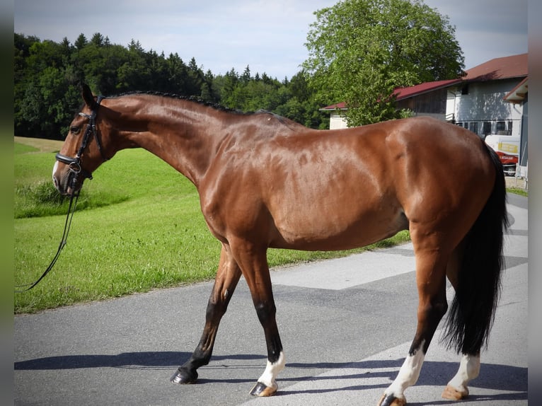 Czeski koń gorącokrwisty Wałach 8 lat 173 cm Gniada in Seeham