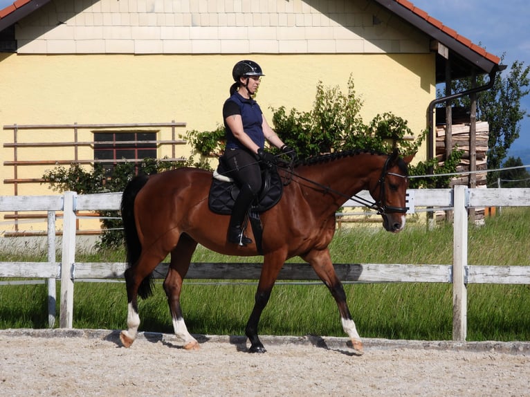 Czeski koń gorącokrwisty Wałach 8 lat 173 cm Gniada in Seeham