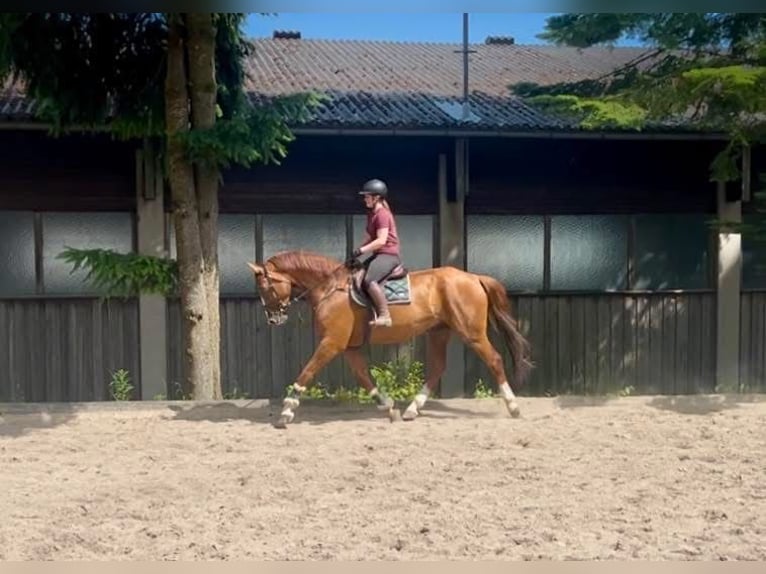Czeski koń gorącokrwisty Wałach 8 lat 180 cm Kasztanowata in Pelmberg