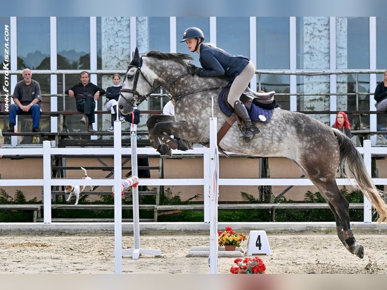 Czeski koń gorącokrwisty Wałach 9 lat 168 cm Bułana in Brno
