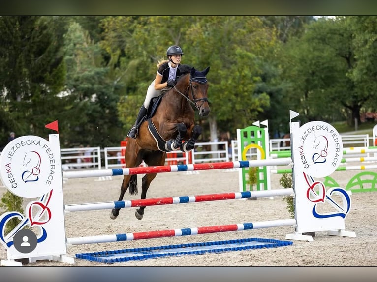 Czeski koń gorącokrwisty Wałach 9 lat 170 cm Gniada in Brno