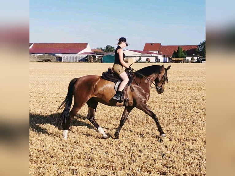 Czeski koń gorącokrwisty Wałach 10 lat 168 cm Ciemnogniada in Trebur