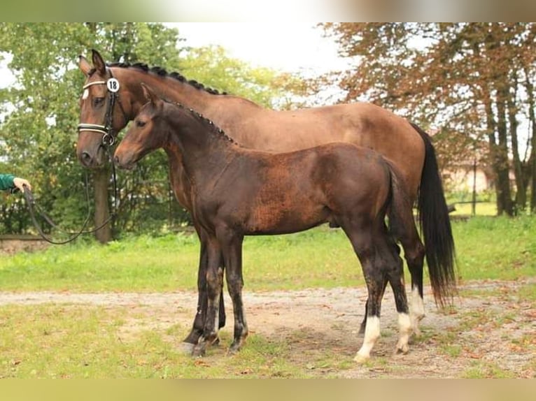 Czeski koń gorącokrwisty Wałach 10 lat 168 cm Ciemnogniada in Trebur