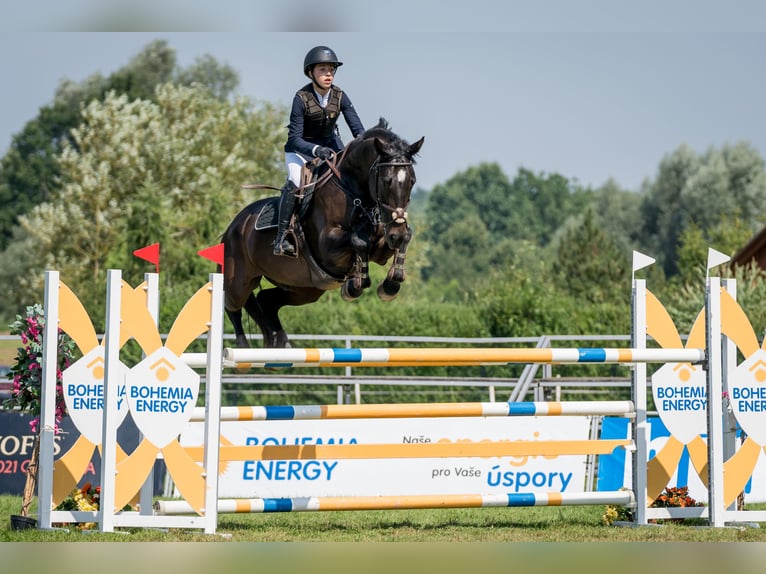 Czeski koń gorącokrwisty Wałach 12 lat 170 cm Ciemnogniada in Olomouc