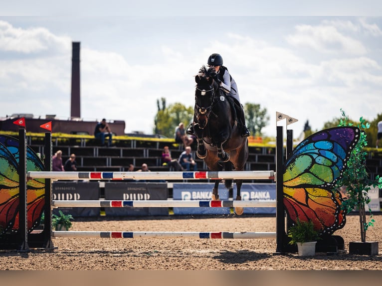 Czeski koń gorącokrwisty Wałach 12 lat 170 cm Ciemnogniada in Olomouc