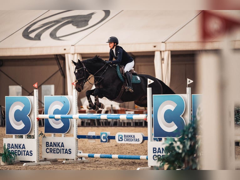 Czeski koń gorącokrwisty Wałach 12 lat 170 cm Ciemnogniada in Olomouc