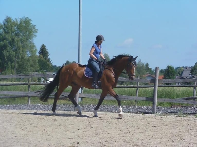 Czeski koń gorącokrwisty Wałach 17 lat 170 cm Gniada in Eggstätt