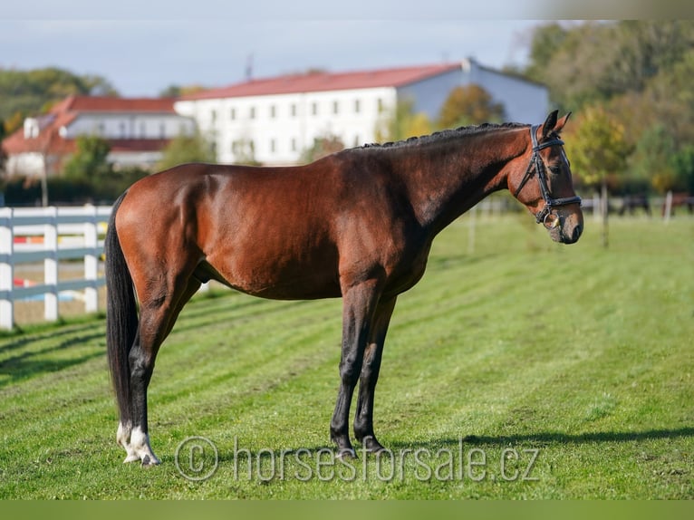 Czeski koń gorącokrwisty Wałach 4 lat 164 cm Gniada in Olomouc