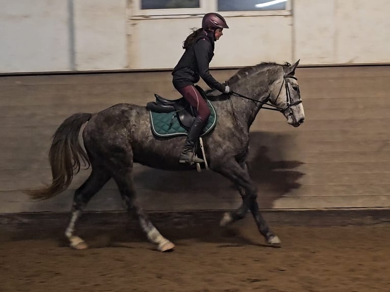 Czeski koń gorącokrwisty Wałach 5 lat 164 cm Siwa jabłkowita in Traidendorf