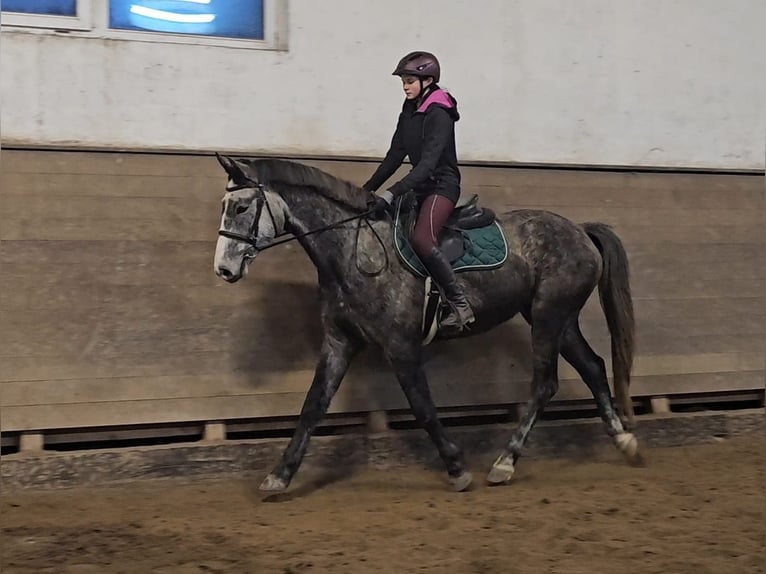 Czeski koń gorącokrwisty Wałach 5 lat 164 cm Siwa jabłkowita in Traidendorf