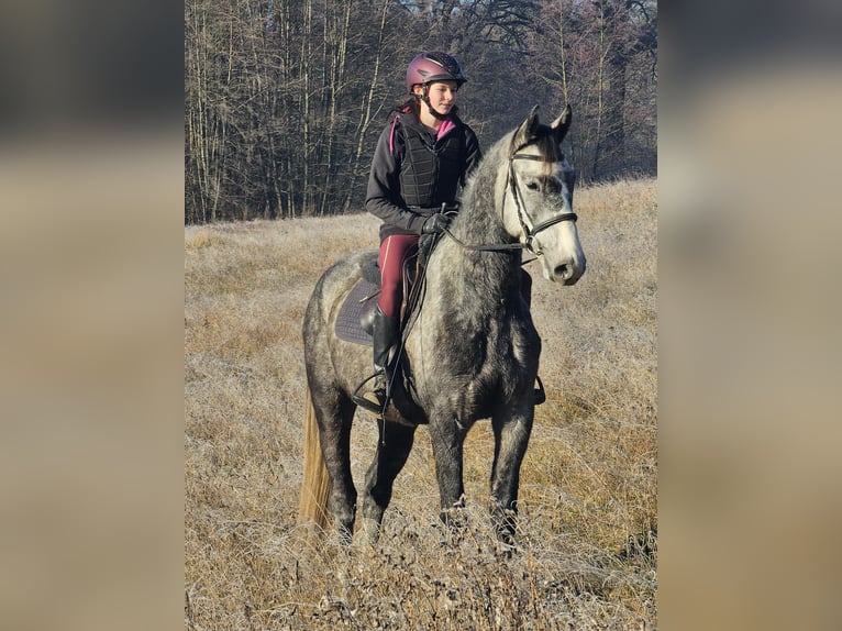 Czeski koń gorącokrwisty Wałach 5 lat 164 cm Siwa jabłkowita in Traidendorf